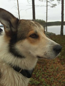 Byns topp hund Kiro i väntan på nya jakter